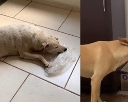 Vídeo de cachorros viciados em estourar plástico bolha viraliza no TikTok