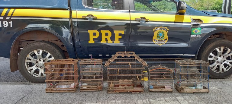 PRF resgata cinco animais silvestres em Inhuma (Foto: Reprodução)