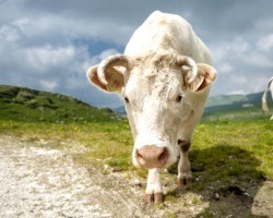 Conheça Chianina, a maior raça de gado já registrada na Terra
