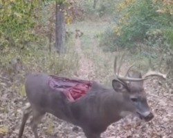 Incrível: vídeo misterioso e chocante mostra cervo sem um pedaço das costas