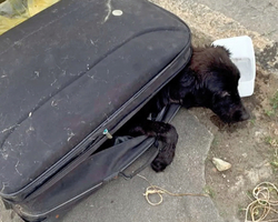 Cadela é abandonada amordaçada e muito debilitada dentro de mala 