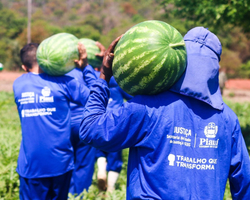 Internos da Major César iniciam colheita de 20 toneladas de melancia