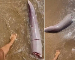 Criatura na areia de praia do tamanho de uma perna pode ser pênis de baleia