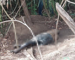 Corpo de homem é encontrado em matagal na zona Leste de Teresina