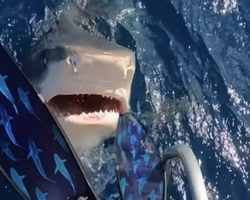 Mergulhadora escapa por pouco de mordida de tubarão no Havaí; vídeo