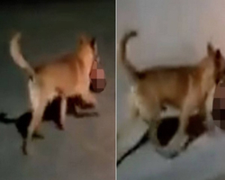 Cachorro é visto carregando cabeça humana decapitada pelas ruas
