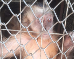 Macaco que viralizou amolando faca no sul do Piauí ganha a liberdade