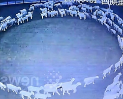 Comportamento estranho: Ovelhas andam em círculos na China e chamam atenção