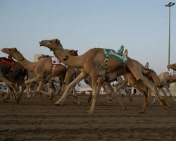 No país-sede da Copa do Mundo, corrida de camelos é paixão nacional