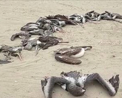 Mais de 13 mil aves morrem após surto de gripe aviária no Peru