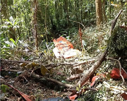 Avião da FAB que desapareceu é encontrado em SC; dois ocupantes morreram