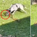 Cachorro pastor enfrenta cobra marrom oriental mortal em luta eterna. Vídeo