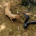 Cobra negra e mangusto se enfrentam em luta mortal, veja quem sobrevive