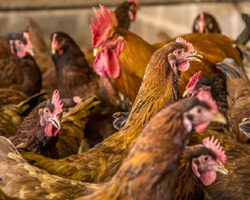 Brasil reforça medidas de prevenção contra gripe aviária