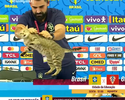 ONGs pedem multa de R$ 1 milhão à CBF por episódio com gato na Copa