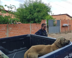 Guarda Municipal passa a coibir crimes de maus-tratos a animais em Teresina