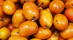 Seriguela: Conheça oito benefícios da fruta típica da região Nordeste