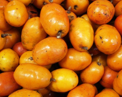 Seriguela: Conheça oito benefícios da fruta típica da região Nordeste