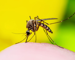 Teresina passa de 15 mil casos confirmados de dengue em 2022, diz boletim