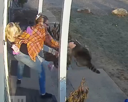 Vídeo: Câmera filma momento em que mãe defende filha de ataque de guaxinim