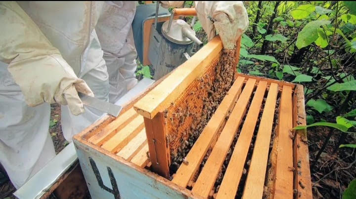 Produção de mel na Comapi (Divulgação)