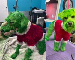 Dona pinta cachorro para o Natal e é acusada de maus-tratos; veja o vídeo!