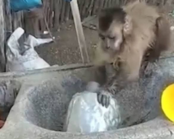 Chico voltou? Macaco flagrado 'lavando louça' no Piauí é capturado