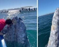Baleia gigantesca se aproxima de turistas e ganha beijos; veja o vídeo!