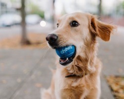 10 minutos de brincadeiras com cães reduzem dores em humanos, indica estudo