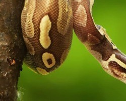 Píton: veja 6 curiosidades sobre uma das maiores cobras do mundo