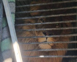 Homem resgata um leão e um lobo de zoológico da Ucrânia