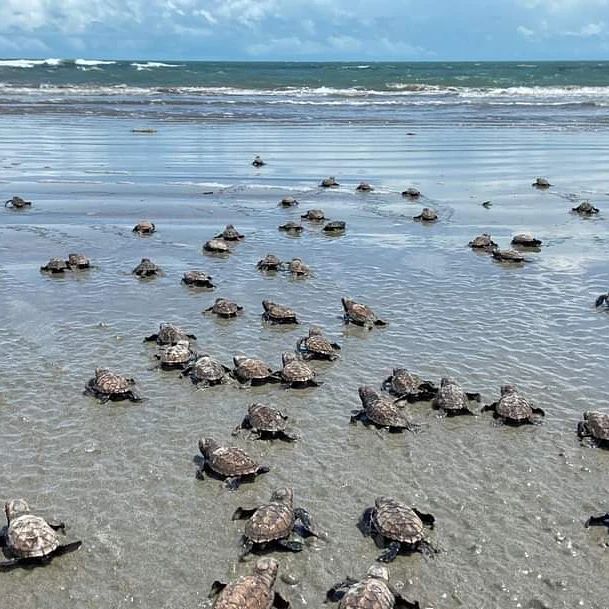 125 tartarugas marinhas nascem no litoral do Piauí; Fotos! - Imagem 5