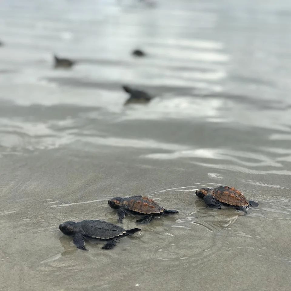 125 tartarugas marinhas nascem no litoral do Piauí; Fotos! - Imagem 3