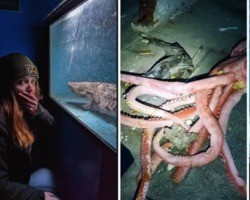 Exploradora encontra aquário abandonado com carcaças de tubarões e lulas