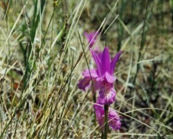 Conheça 6 tipos de orquídeas mais raros do mundo; beleza chama atenção