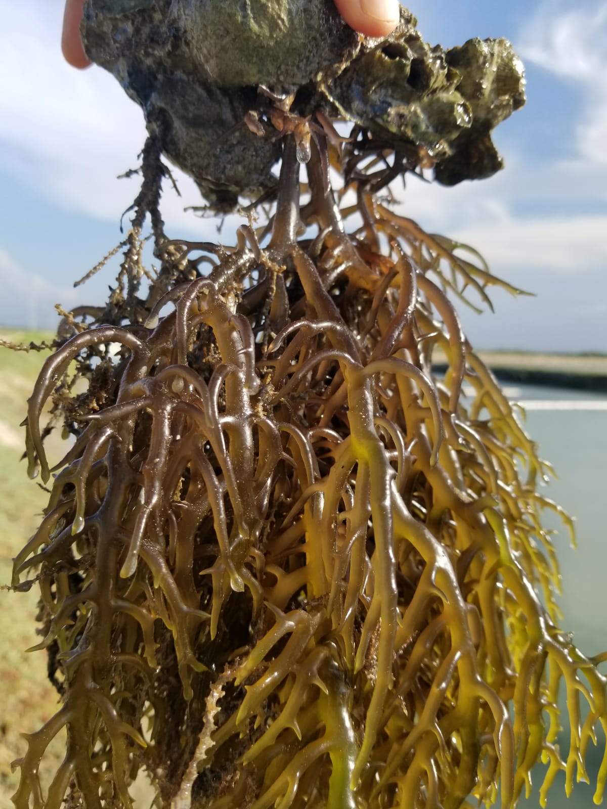 Cultivo de algas gera a crédito de carbono - reprodução