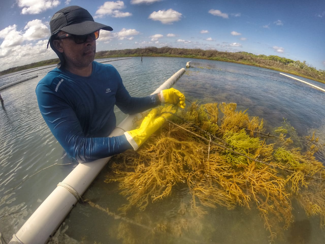 Luiz Alberto diz que o cultivo das algas tem uma dupla função -Divulgação