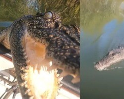 Dupla de pescadores leva susto com ataque de crocodilo faminto em barco