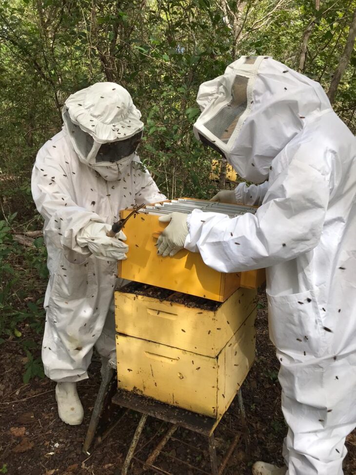Certificação é marco para os apicultores da região norte (Divulgação)