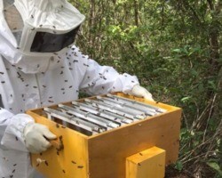 Cooperativa do Piauí obtém selo para vender mel  para mercado internacional