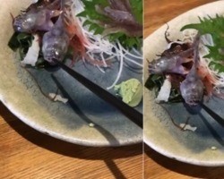 Peixe servido em restaurante no Japão morde hashi; vídeo viraliza!
