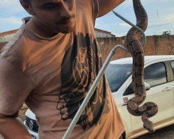 Teresina registra vários aparecimentos de cobras em bairros residenciais