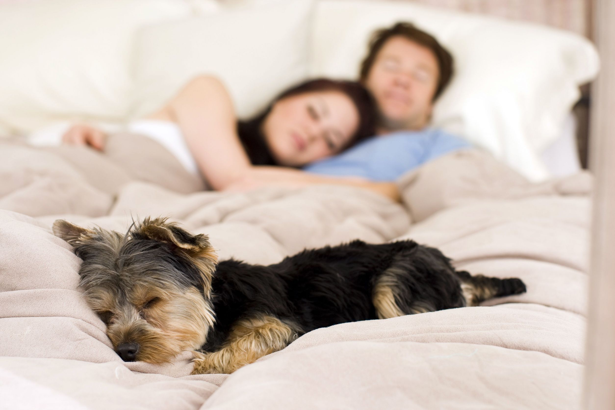 Polêmica: dormir com pet é certo ou errado? Depende!  - imagem 83090