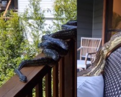 Várias cobras pítons invadem casa na Austrália e família leva susto