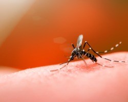 Faltam exames para dengue em pelo menos 7 estados e o DF
