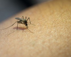 Criadouros do mosquito: 42% estão em depósitos de água
