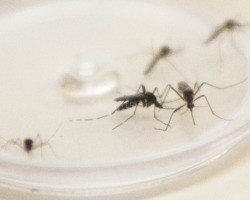 Surto de dengue é o pior da década no Piauí e em cinco estados