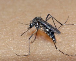 Tinta de parede promete auxiliar no combate ao mosquito da dengue