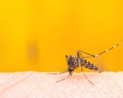 Operação de combate à dengue já encontrou mais de 110 mil focos em Teresina