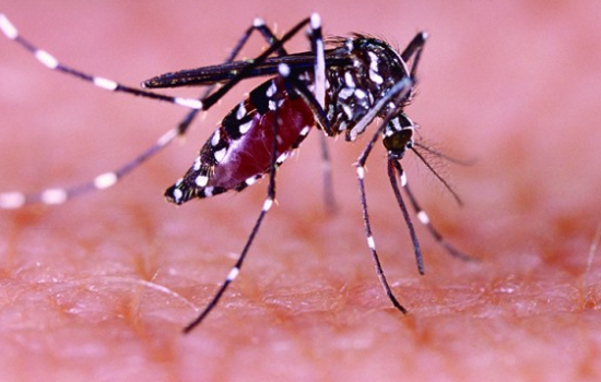 Chikungunya pode levar a encefalite e problemas neurológicos